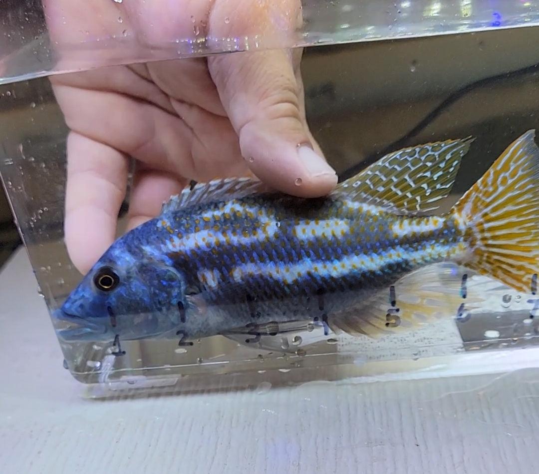 Nimbochromis Fuscotaeniatus Male 7" - Sanctuary Cichlids