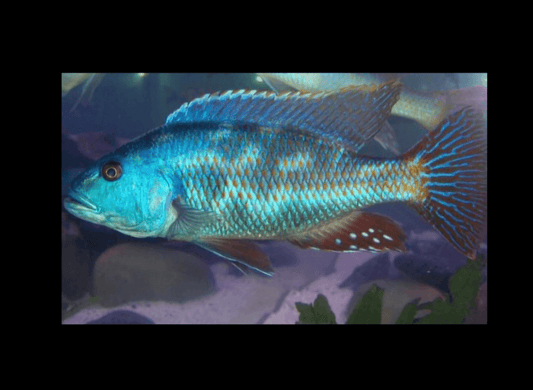 Nimbochromis Fuscotaeniatus - Sanctuary Cichlids