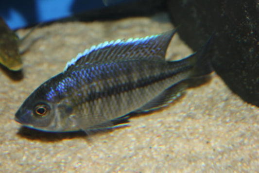Nyassachromis Boadzulu Kadenza