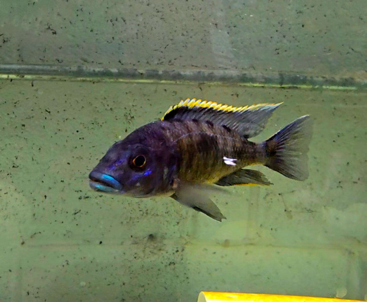 Otopharynx Lithobates, "Red Top Aristochromis" - Sanctuary Cichlids