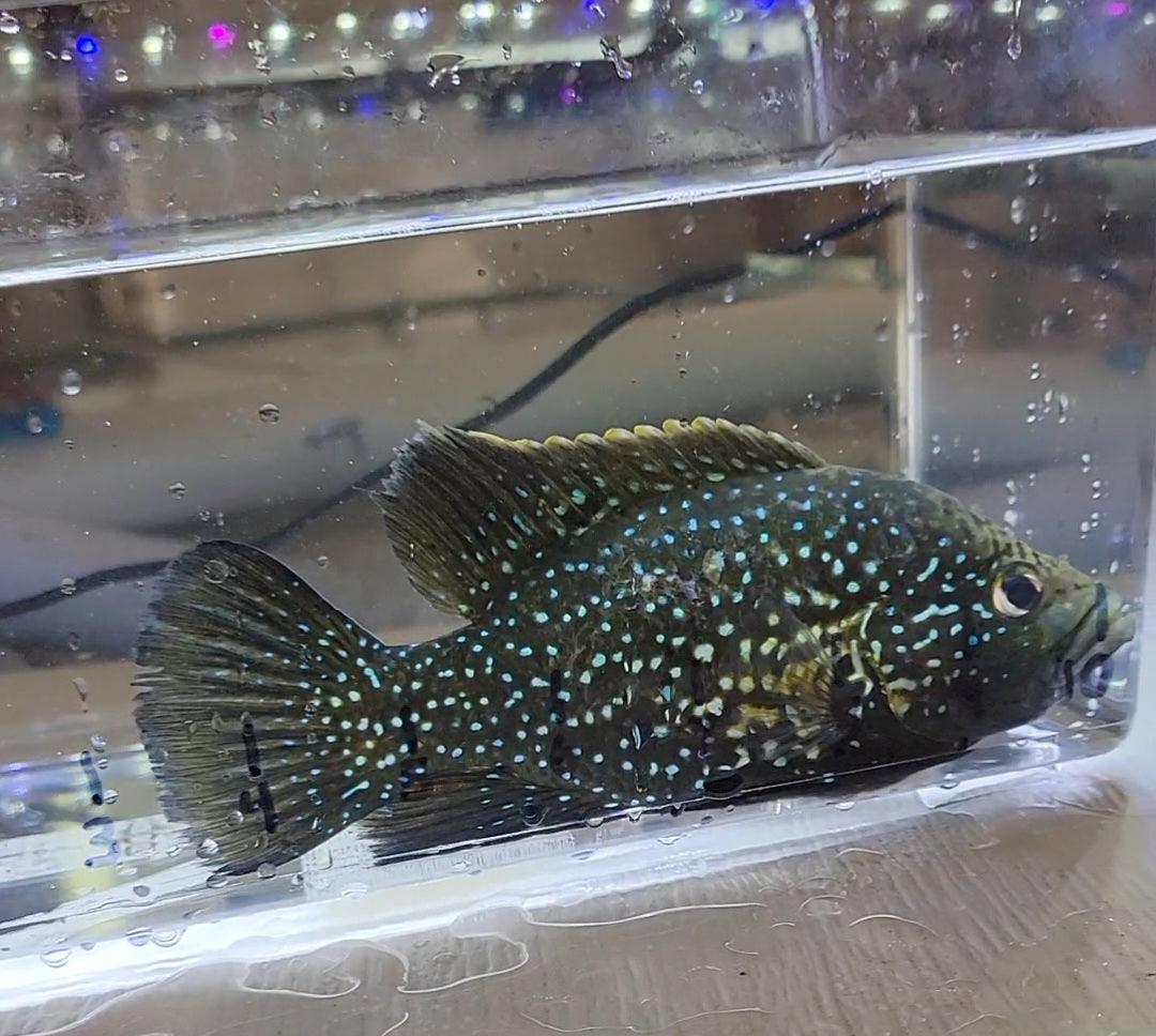Paratilapia Bleekeri Big Spot Andapa "Starry Night" 7"+ - Sanctuary Cichlids