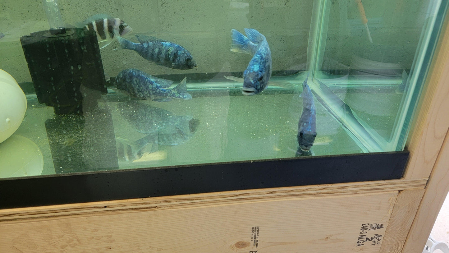 Placidochromis sp. Phenochilus Tanzania. "Star Sapphire" - Sanctuary Cichlids