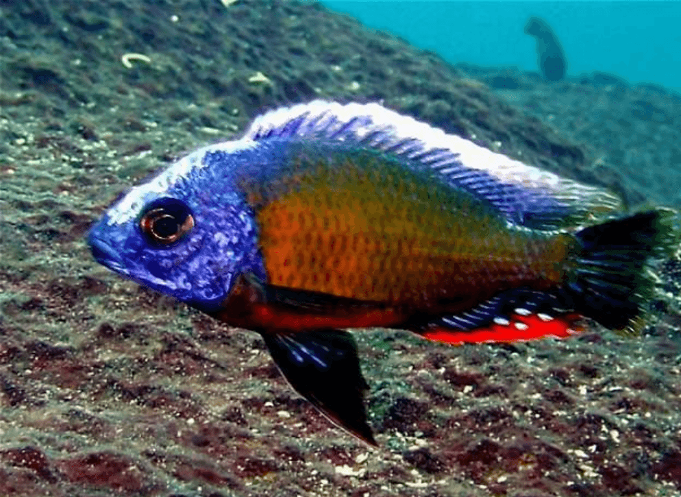 Protomelas sp. steveni Taiwan cichlid with vivid blue and orange colors swimming over rocky substrate