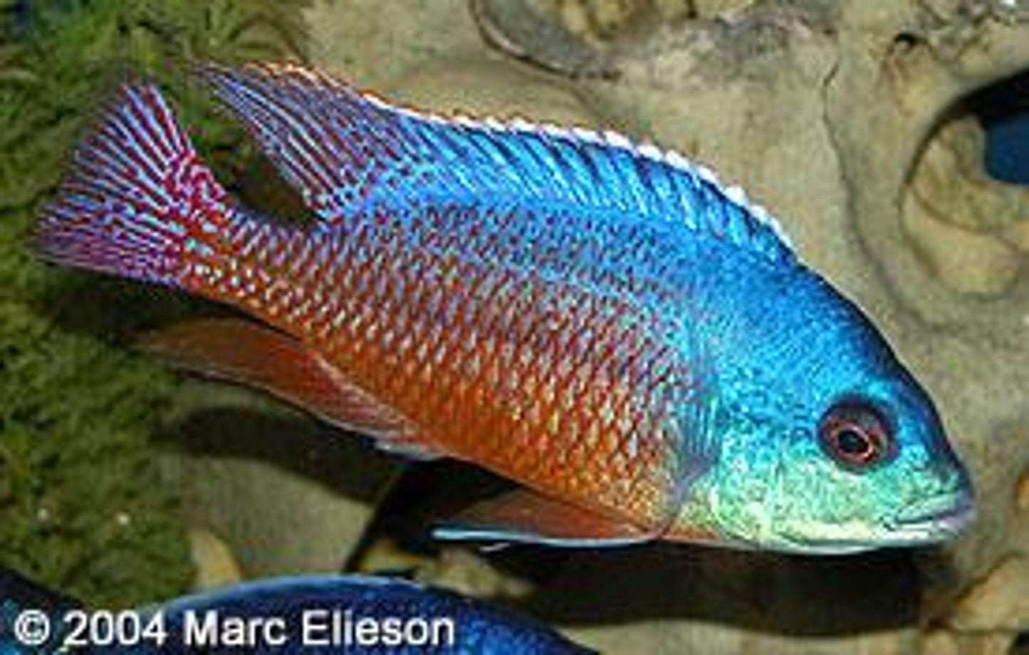 Protomelas Taeniolatus Ndiwe "Fire Blue Hap" - Sanctuary Cichlids