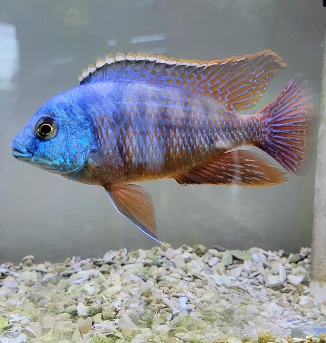Protomelas Taeniolatus "Red Empress" - Sanctuary Cichlids