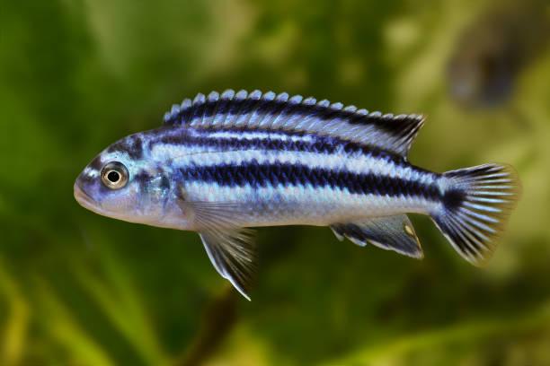 Blue striped Pseudotropheus johanni cichlid swimming in aquarium with green background