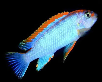 Colorful fish with blue and orange hues on a black background