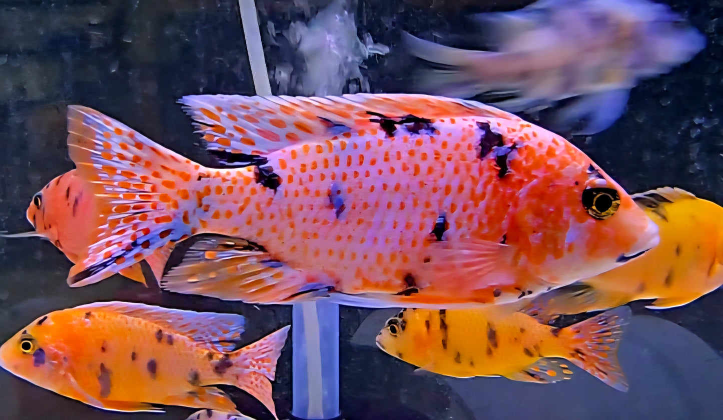 OB Peacock Pink