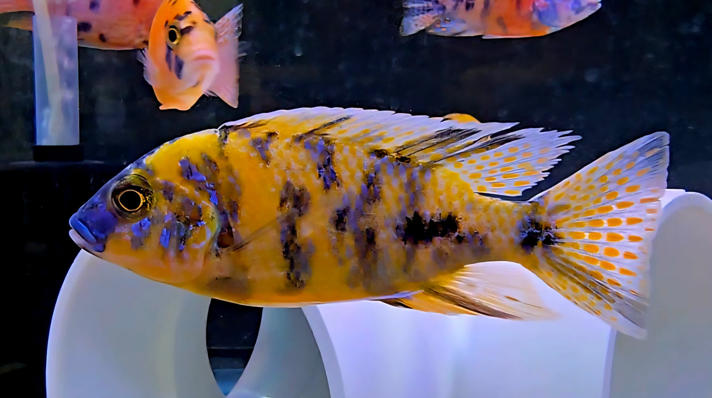 OB Peacock Yellow/Blue #2