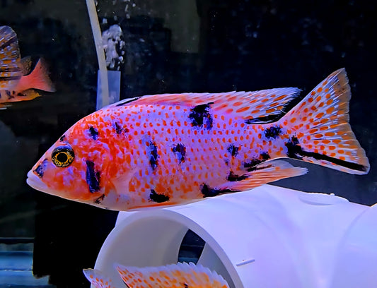OB Peacock Pink