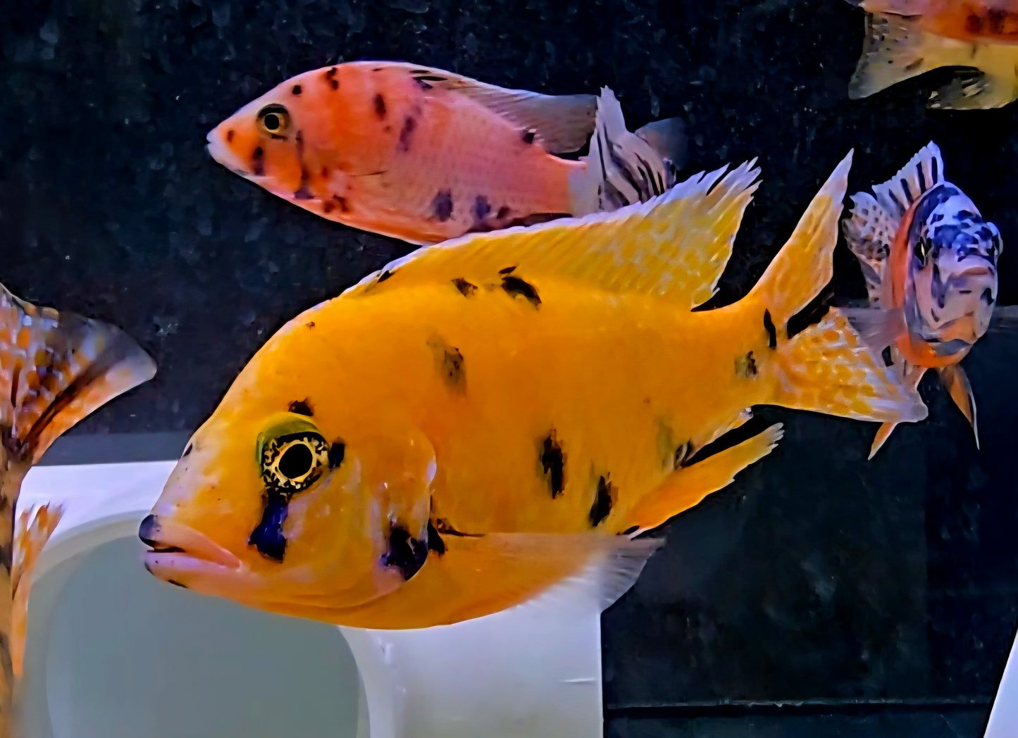 OB Peacock Yellow