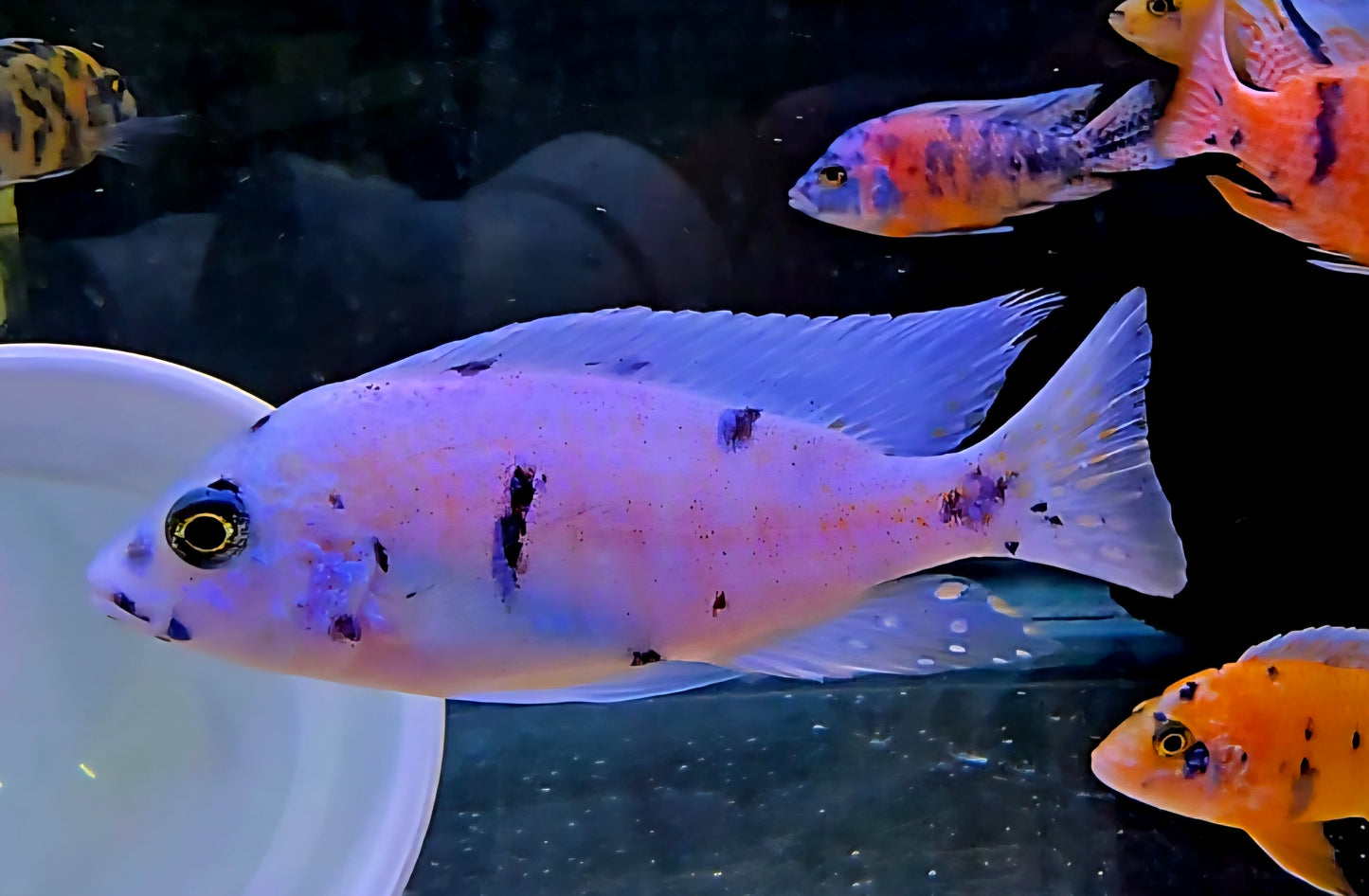 OB Peacock Platinum