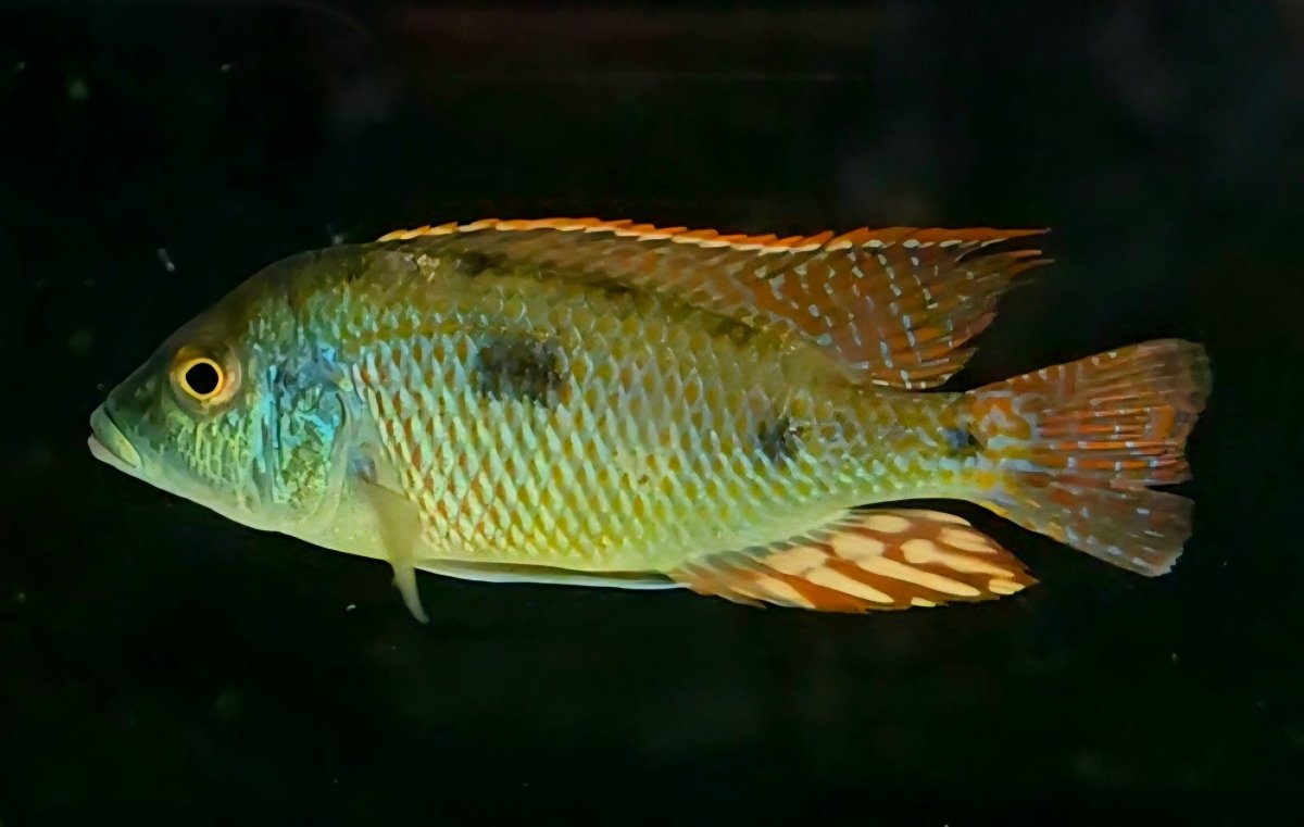 Colorful African Cichlid fish with iridescent green and orange fins in aquarium