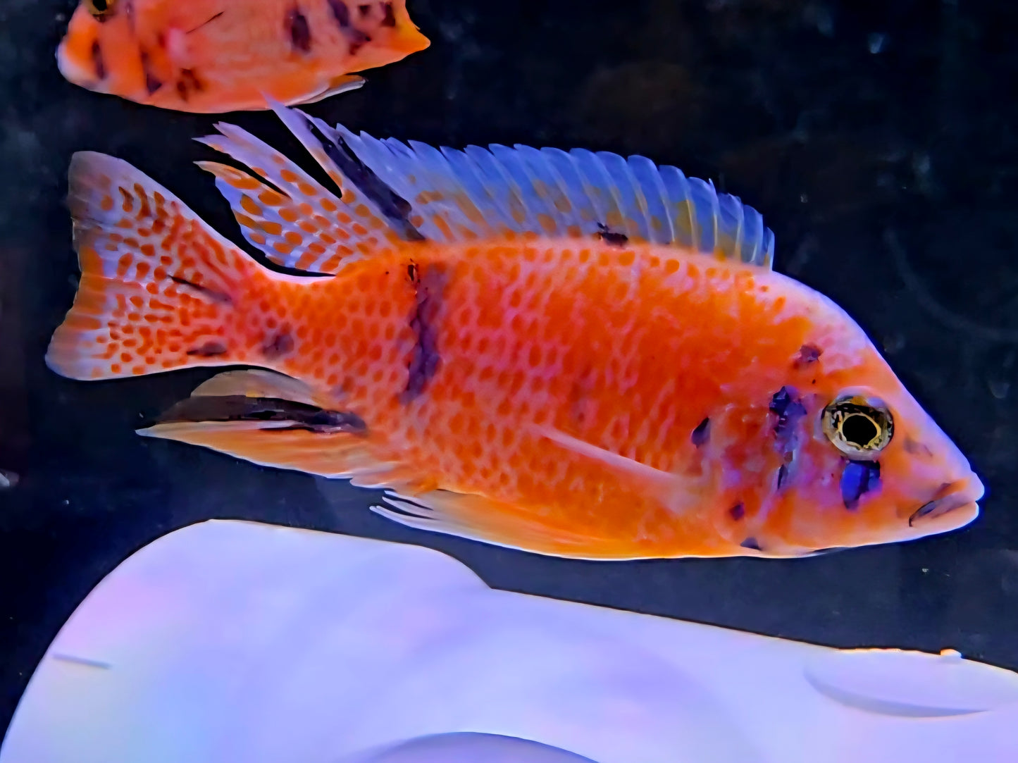 OB Peacock Pink/Orange