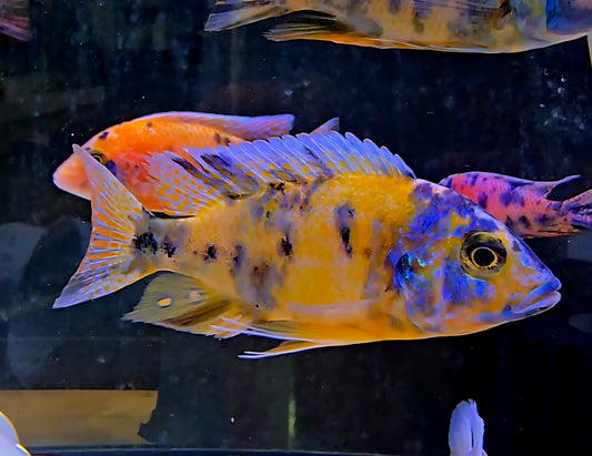 OB Peacock Yellow/Blue #2