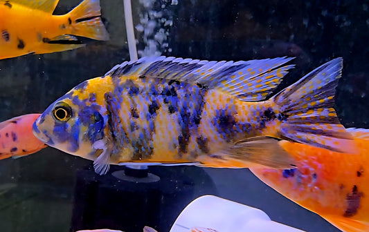 OB Peacock Yellow/Blue