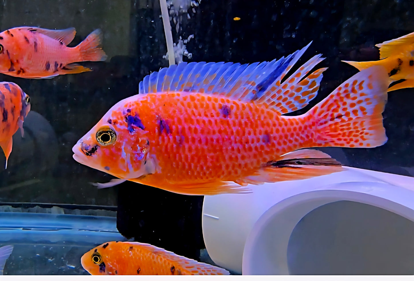 OB Peacock Pink/Orange