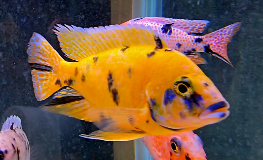 OB Peacock Yellow