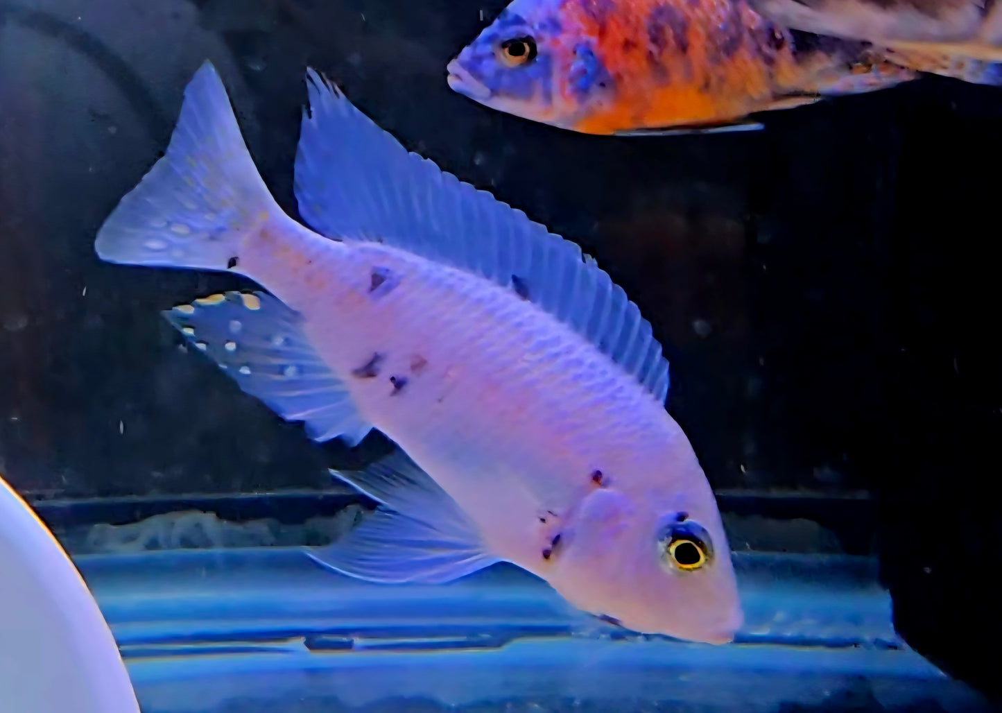 OB Peacock Platinum