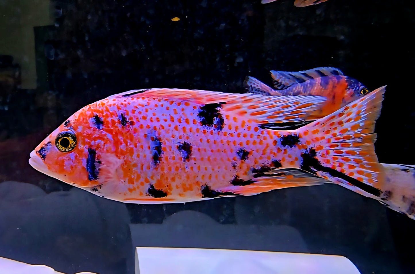 OB Peacock Pink