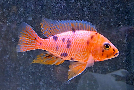 OB Peacock Orange Pink #2