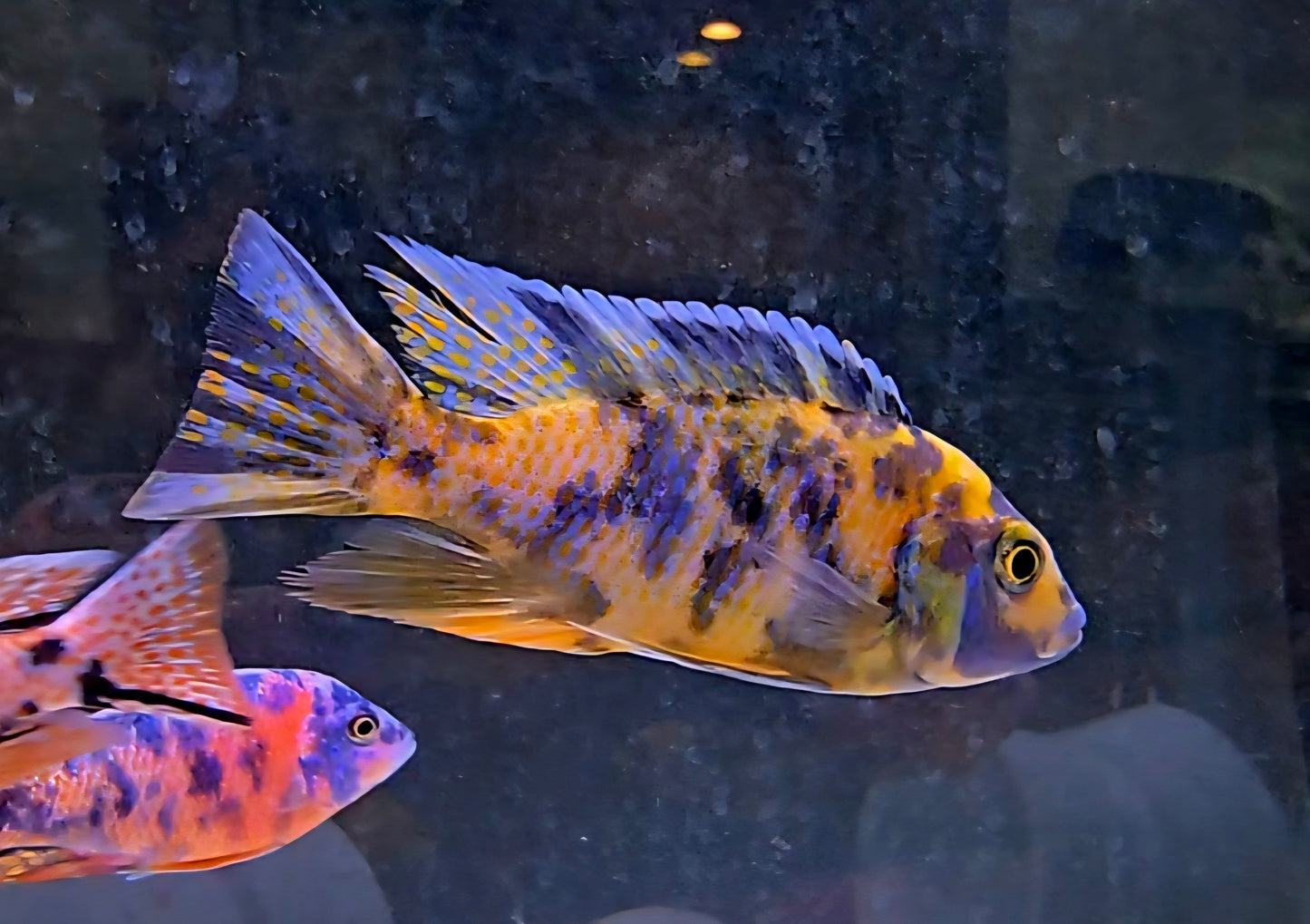 OB Peacock Yellow/Blue