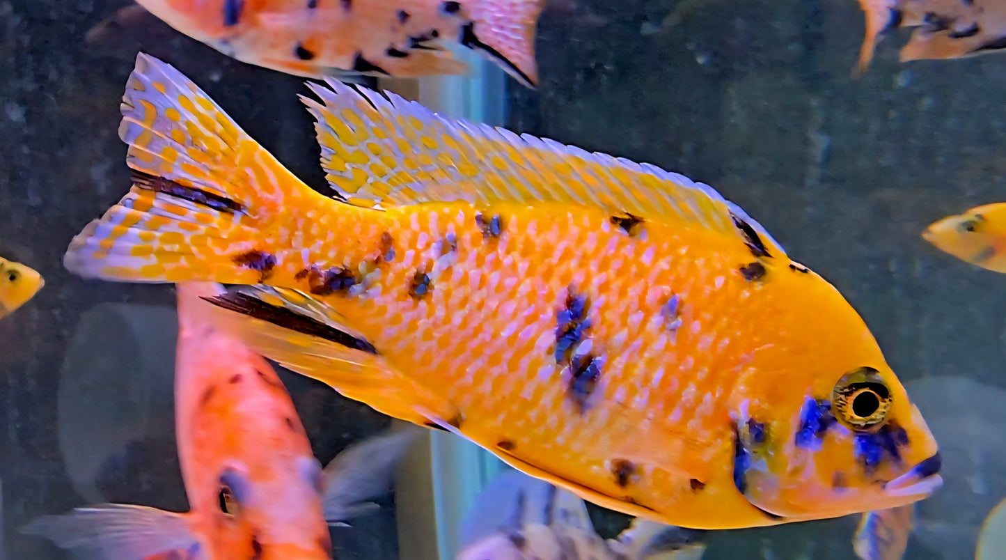 OB Peacock Yellow