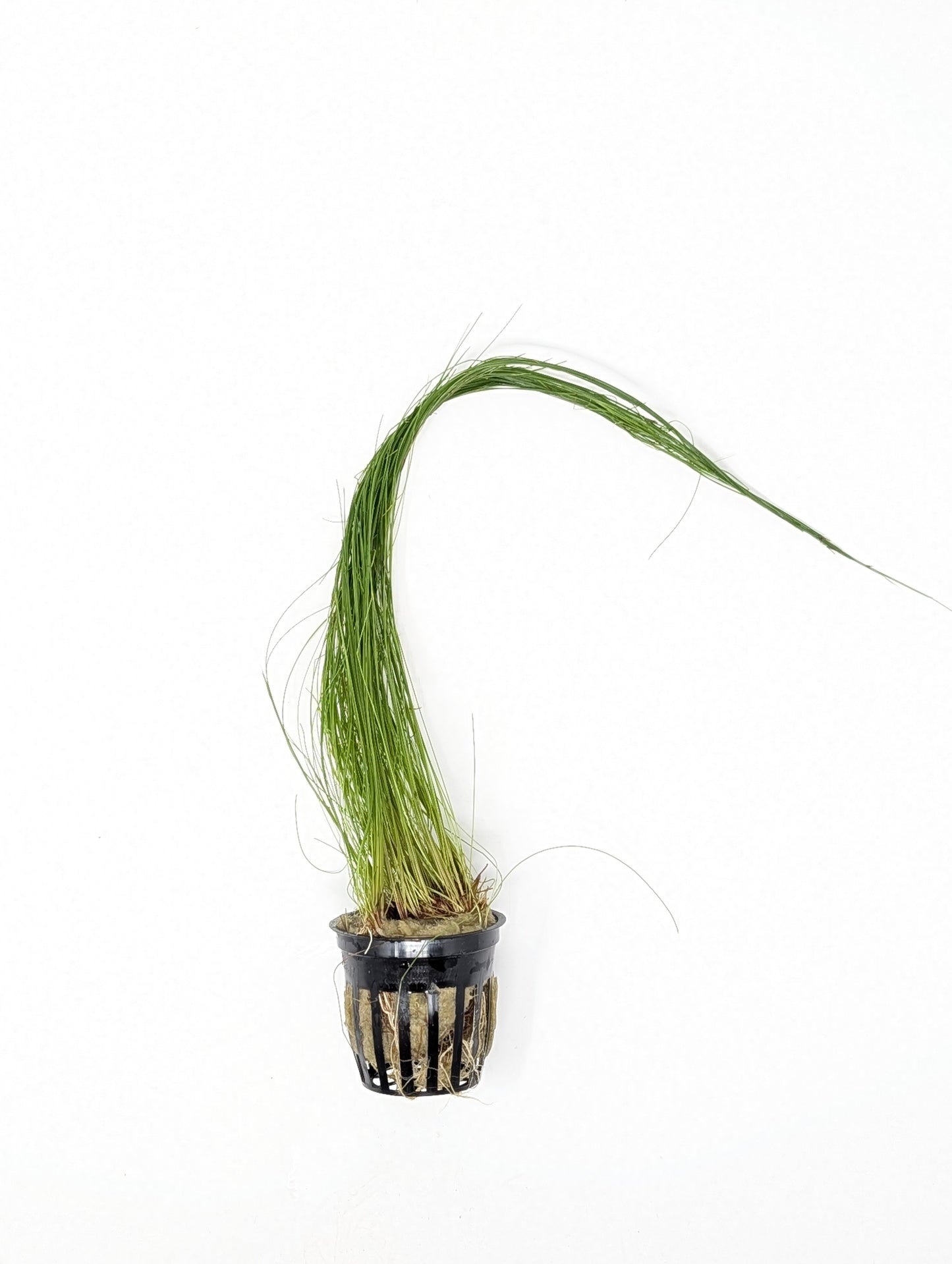 Giant Hairgrass (Vivipara)