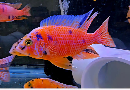 OB Peacock Pink/Orange