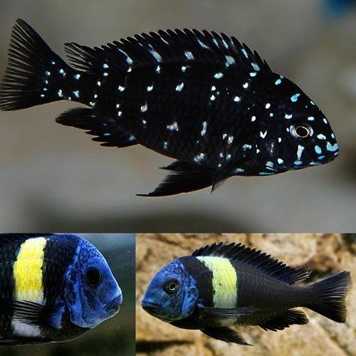 Tropheus Duboisi Maswa - Sanctuary Cichlids