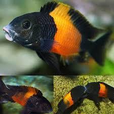 Tropheus Moori Bemba Orange - Sanctuary Cichlids