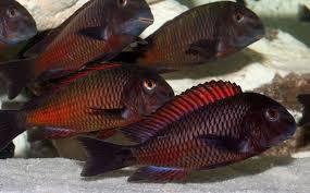 Group of dark red and black Tropheus moorii cichlids swimming in aquarium