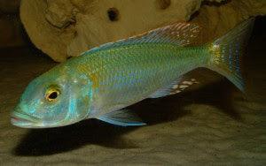 Buccochromis Lepturus Green - Sanctuary Cichlids