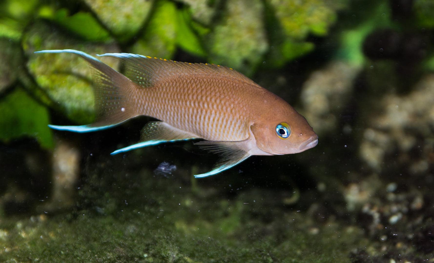 Neolamprologus Marunguensis White Tip - Sanctuary Cichlids
