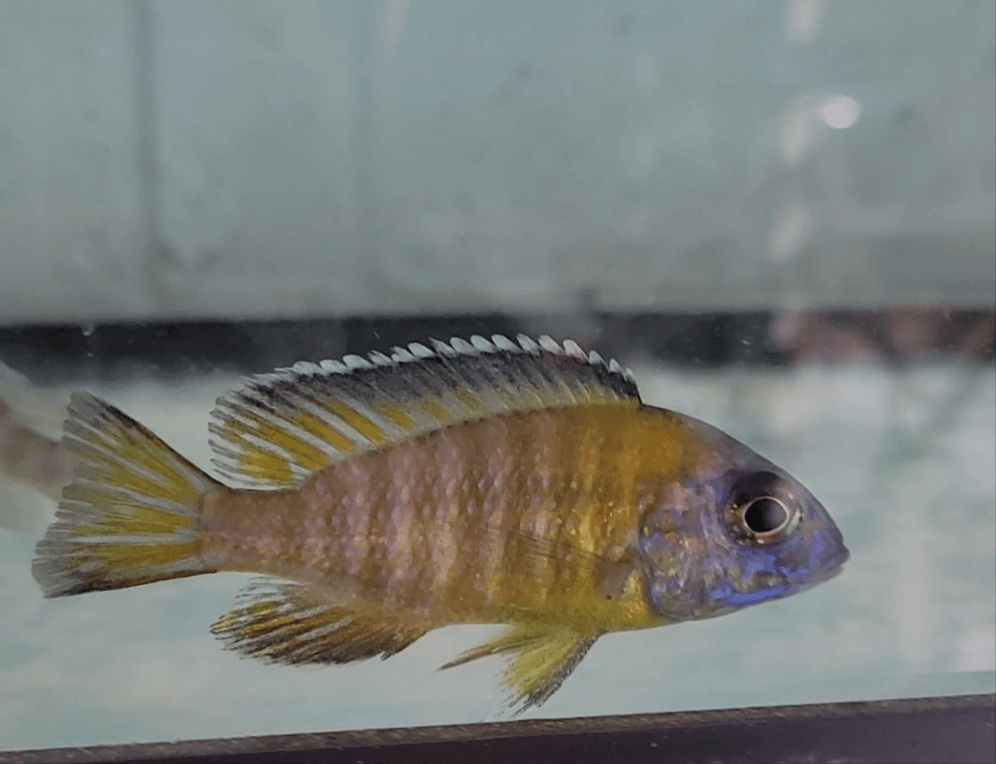 Wild Aulonocara Stuartgranti Usisya flavescent peacock cichlid in aquarium
