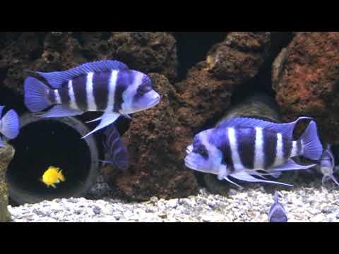 [Wild] Cyphotilapia Frontosa Moba Blue Zaire - Sanctuary Cichlids