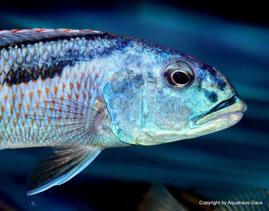 Aristochromis Christyi "Malawi Hawk" - Sanctuary Cichlids