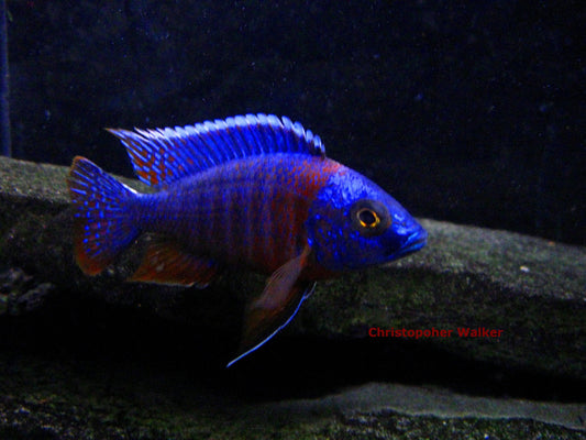 Aulonocara Hansbaenschi "Red Shoulder" - Sanctuary Cichlids