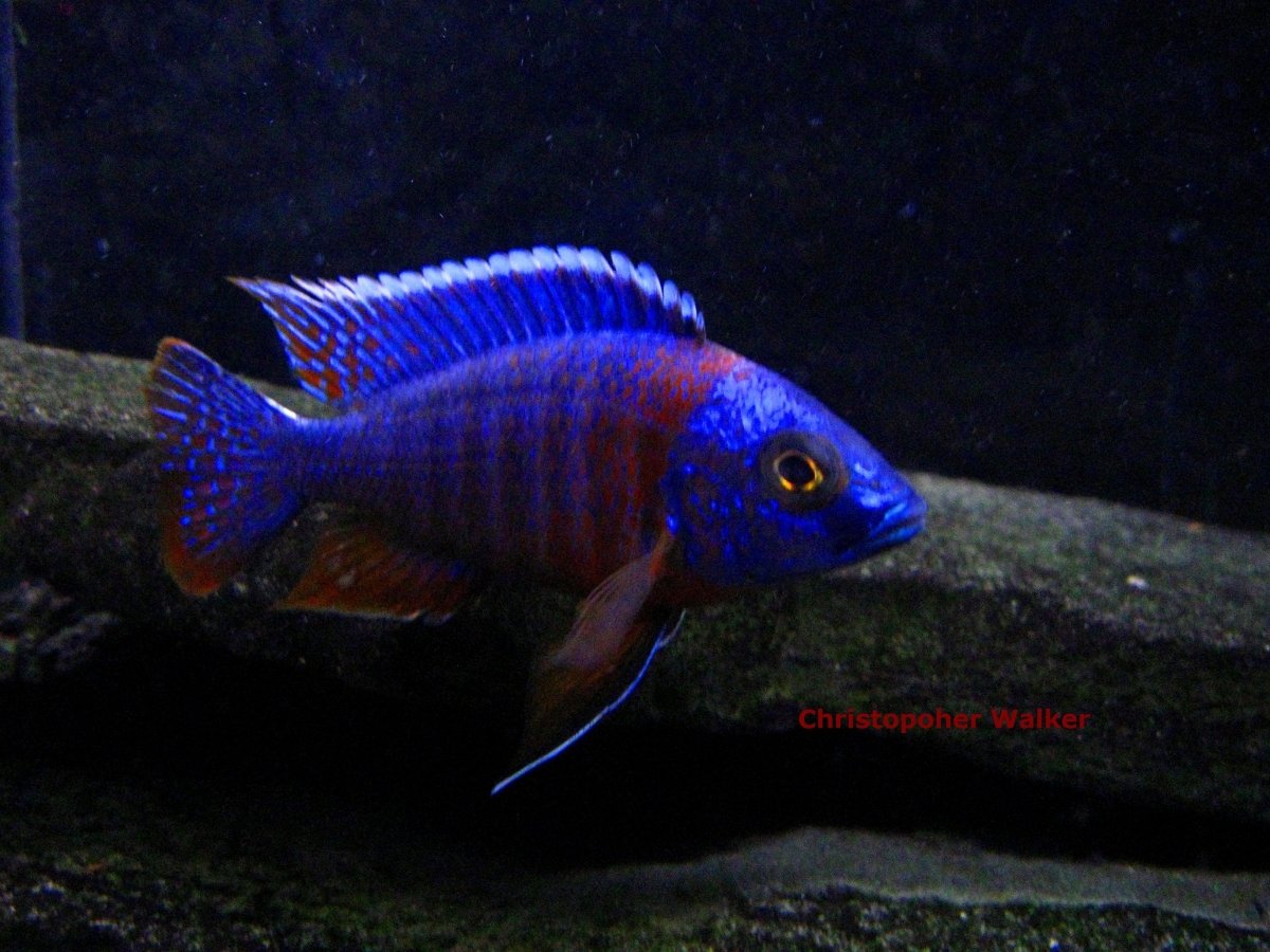 Aulonocara hansbaenschi red shoulder cichlid with vibrant blue and red coloring in aquarium