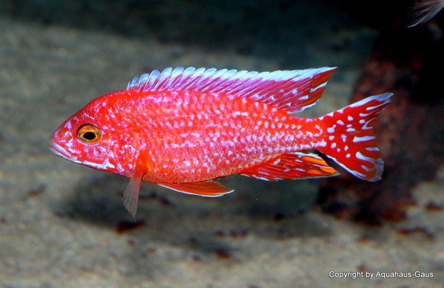Aulonocara sp. "German Red Fire Fish" - Sanctuary Cichlids
