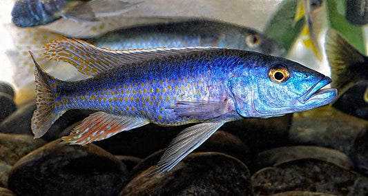 Champsochromis Caeruleus "Malawi Trout" - Sanctuary Cichlids