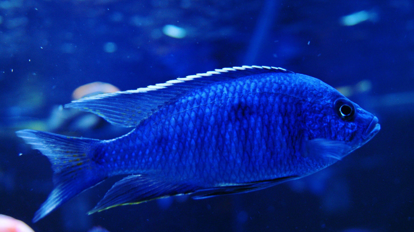 Copadichromis Azureus/Ovatus - Sanctuary Cichlids