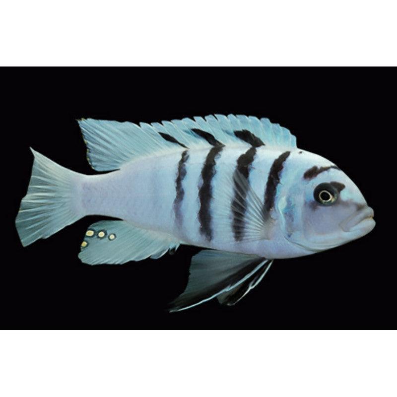 Cynotilapia "White Top Afra" Gallirea Reef – Sanctuary Cichlids