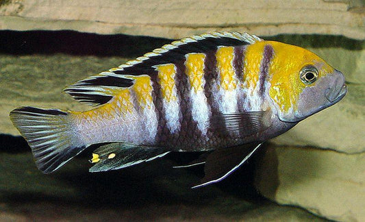 Cynotilapia Zebroides Cobue "Orange Back Afra" - Sanctuary Cichlids