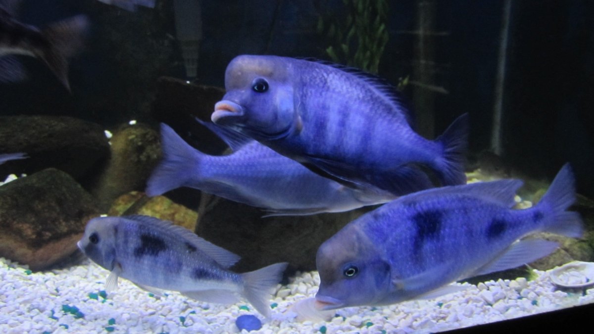 Cyrtocara moorii blue dolphin cichlids swimming in aquarium with white gravel
