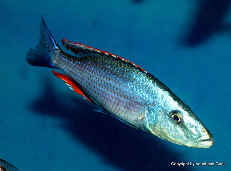 Dimidiochromis compressiceps - Sanctuary Cichlids