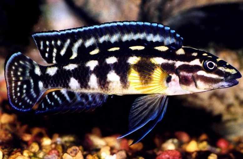 Julidochromis Marlieri - Sanctuary Cichlids
