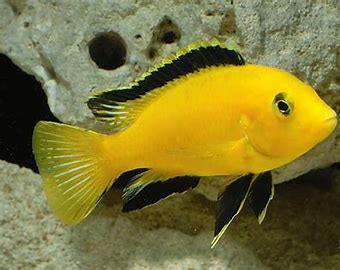 Yellow Labidochromis caeruleus cichlid swimming near aquarium rocks