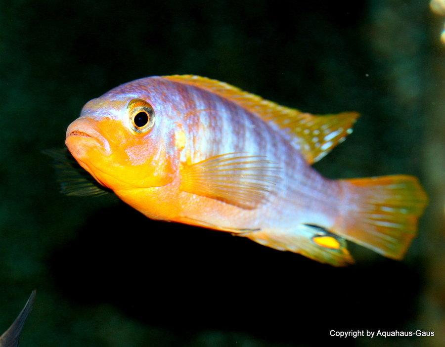 Metriaclima Aurora Likoma - Sanctuary Cichlids