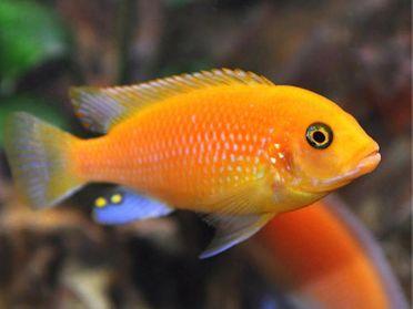 Metriaclima Estherae "Red Zebra" - Sanctuary Cichlids